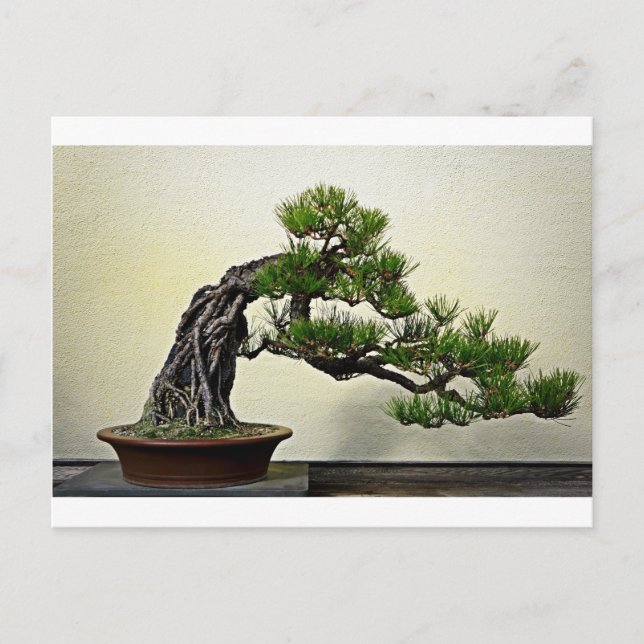 Carte Postale Racine sur pin rocheux Bonsai Tree (Devant)