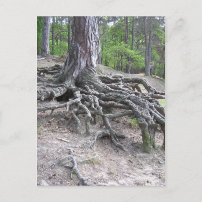 Carte Postale Racines (Devant)