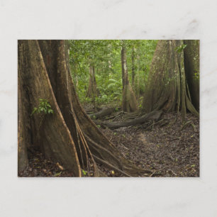 Carte Postale Racines contreforts. Forêt tropicale, Mapari Rupun