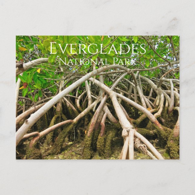 Carte Postale Racines de la mangrove, marais, Everglades (Devant)