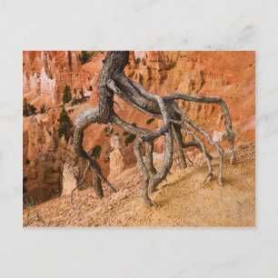 Carte Postale Racines de l'arbre