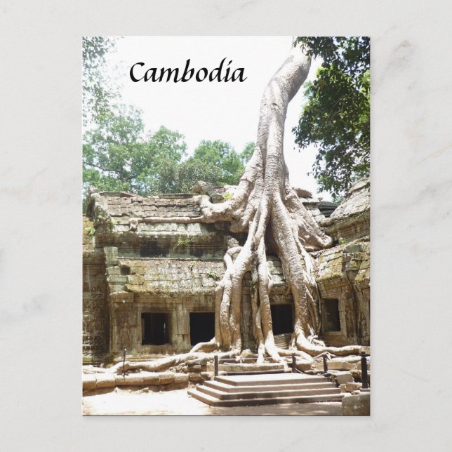 Carte Postale racines de l'arbre à prohm (Devant)