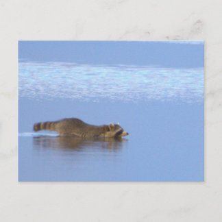 Carte Postale Racoon Swimming Photo Postcard