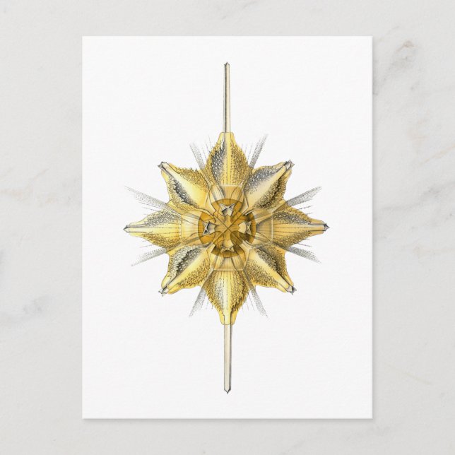 Carte Postale Radiolaire (Devant)