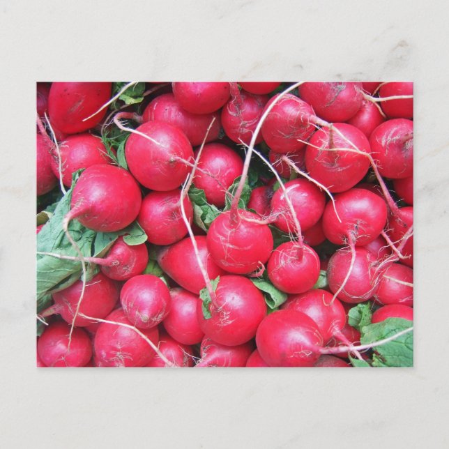 Carte Postale Radis (Devant)
