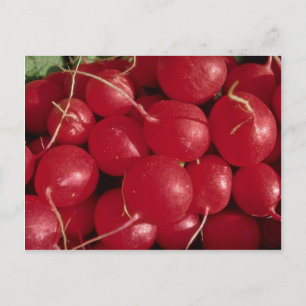 Carte Postale Radis photo