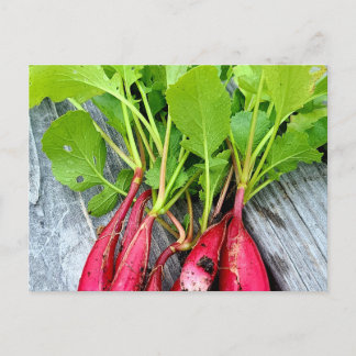 Carte Postale Radish du marché agricole
