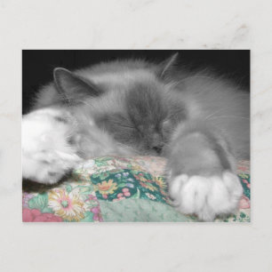 Carte Postale Ragdoll dormant