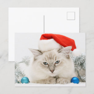Carte Postale Ragdoll portant le chapeau du Père Noël