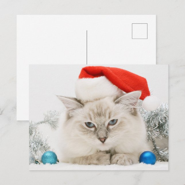 Carte Postale Ragdoll portant le chapeau du Père Noël (Devant / Derrière)