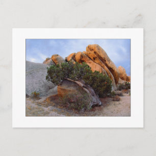 Carte Postale "Raid Back Juniper"