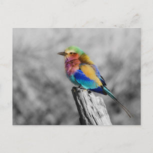 Carte Postale Rainbow bird