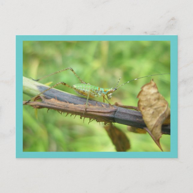 Carte postale Rainbow Grasshopper (Devant)