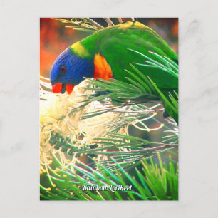 Carte postale Rainbow Lorikee Photo
