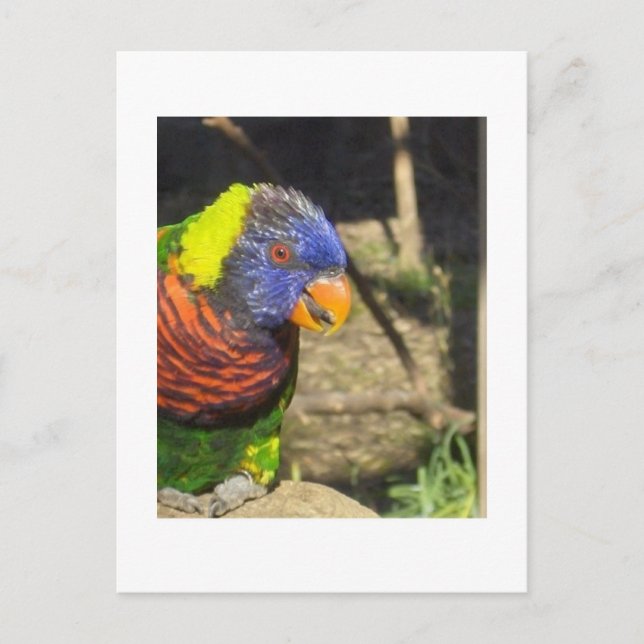 Carte Postale Rainbow Lorikeet (Devant)