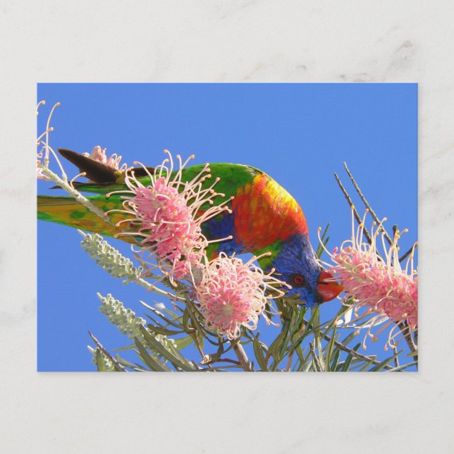 Carte Postale Rainbow Lorikeet (Devant)