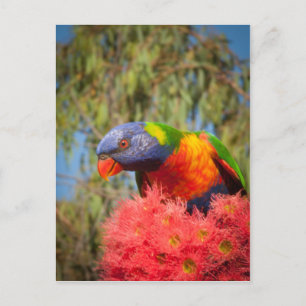 Carte Postale Rainbow Lorikeet, Australie