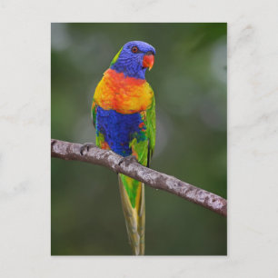 Carte Postale Rainbow Lorikeet Trichoglossus Haematodus Parrot