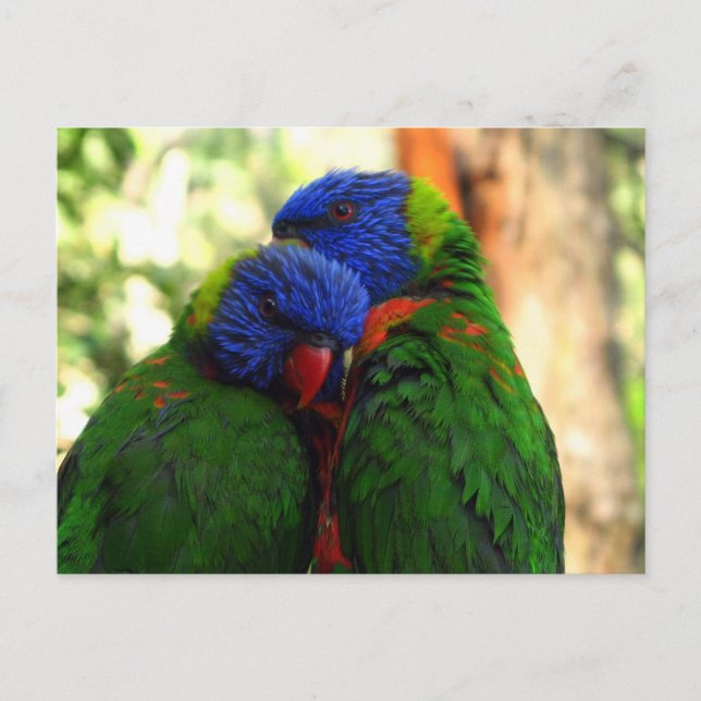 Carte Postale Rainbow Lorikeets in Love Photo (Devant)
