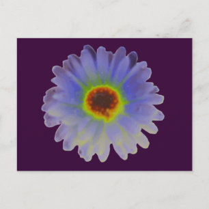 Carte postale Rainbow Marigold