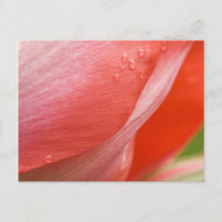 Raindrops, Pink Spring Tulip Abstrait Macro photo
