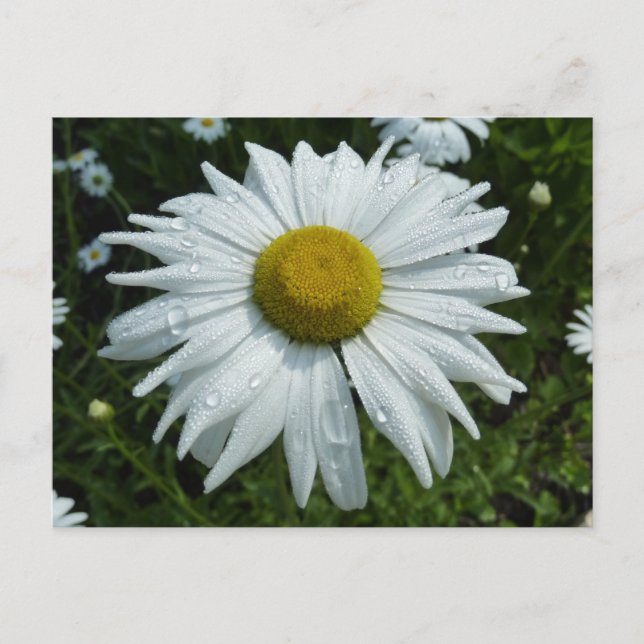 Carte Postale Raindrops sur Daisy II Floral Fleur sauvage (Devant)