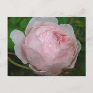 Carte Postale Raindrops sur Mon Rose