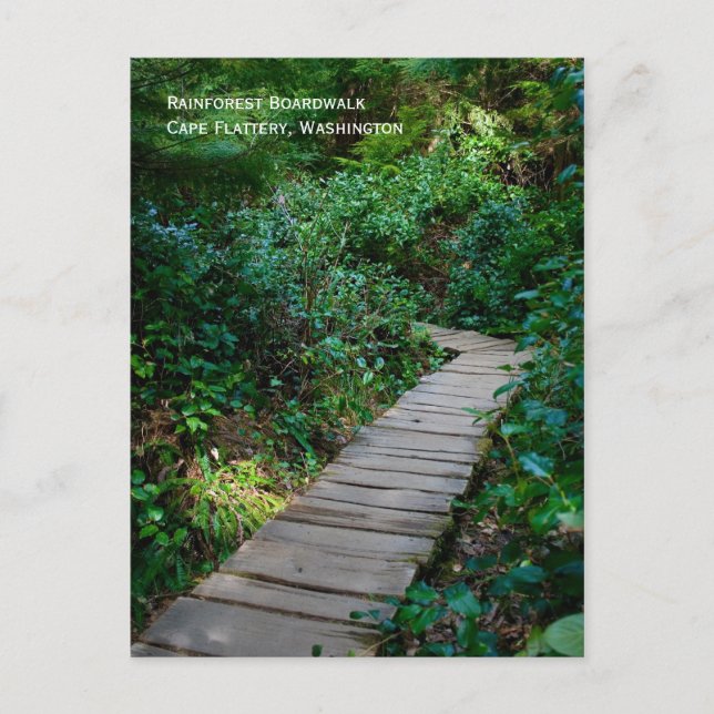 Carte postale Rainforest Boardwalk (Devant)