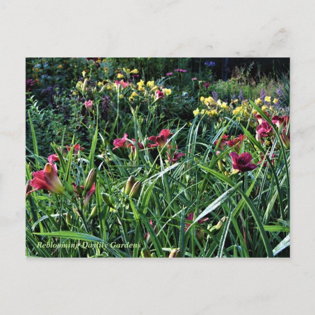 Carte Postale Rainy Day Refloroming Daylily Gardens (Devant)