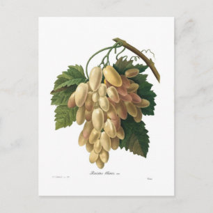 Carte Postale raisins blancs