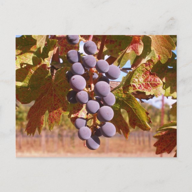 Carte Postale Raisins de Californie (Devant)