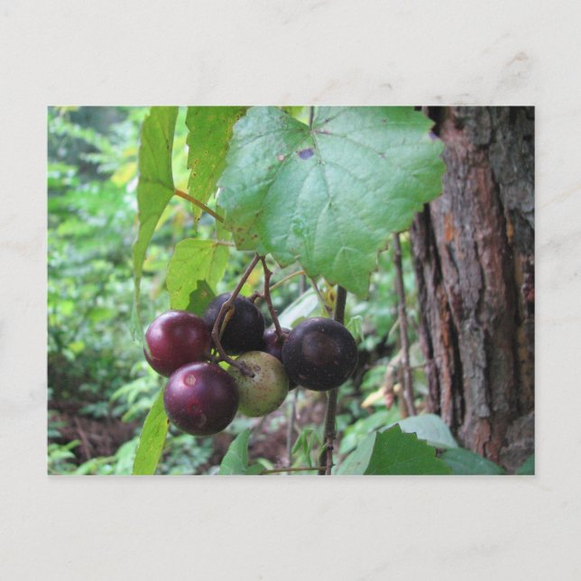 Carte Postale Raisins de Muscadine sauvages (Devant)