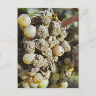 Carte Postale Raisins de Semillon avec pourriture noble. au mome