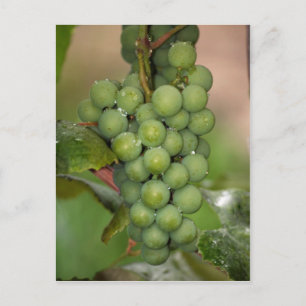 Carte Postale Raisins de Seneca