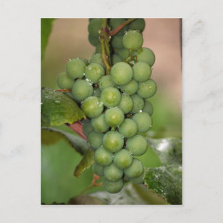 Carte Postale Raisins de Seneca