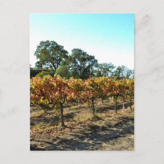 Carte Postale Raisins de vin en Mendocino County, Californie