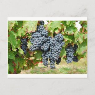 Carte Postale Raisins de vin français
