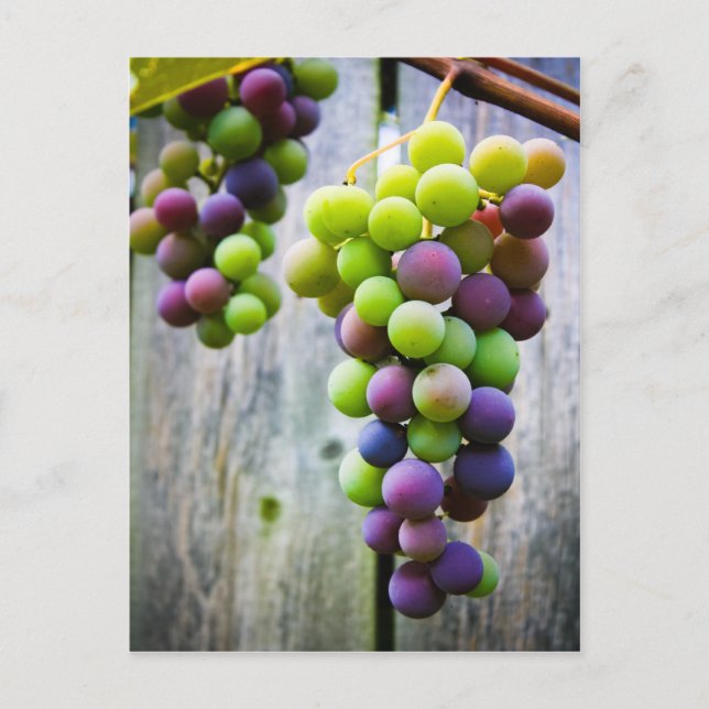 Carte Postale Raisins Mûrissants (Devant)