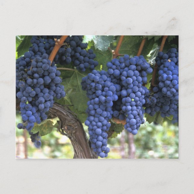 Carte Postale Raisins prêts pour la récolte (Devant)