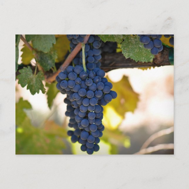 Carte Postale Raisins rouges sur la vigne utilisés pour la fabri (Devant)