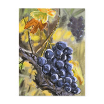Raisins sur la souche de vigne, provence.