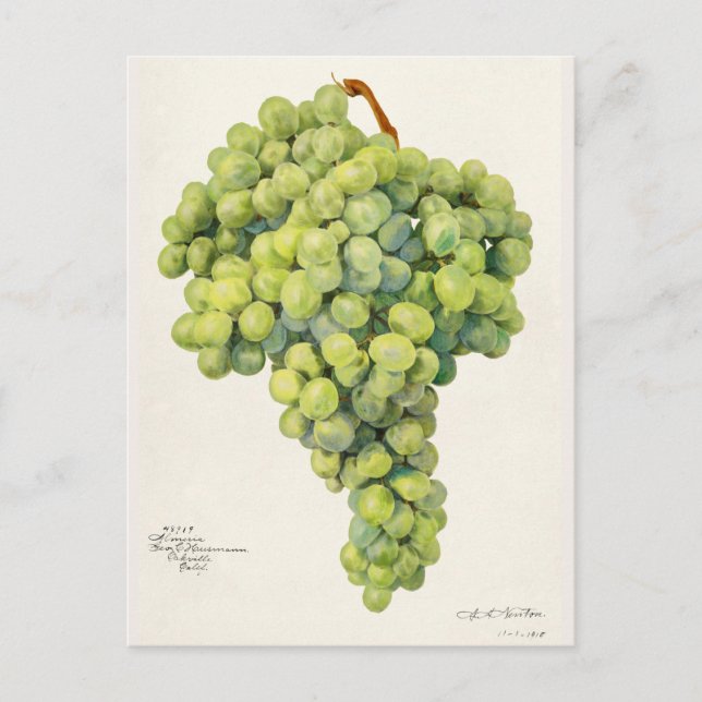 Carte Postale Raisins (Vitis) Aquarelle de fruits (Devant)