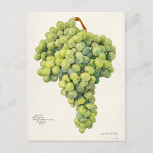 Carte Postale Raisins (Vitis) Peinture à l'aquarelle des fruits