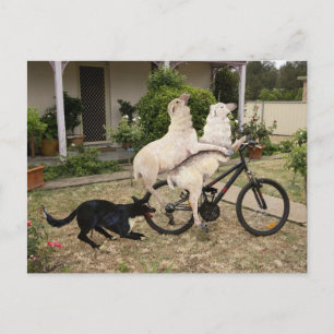 Carte Postale Ram et Ewe