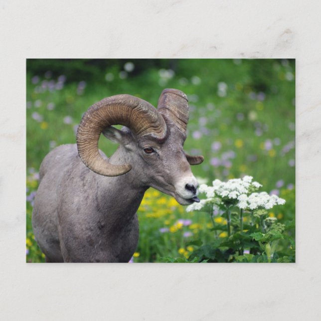 Carte Postale Ram - Odeur des fleurs (Devant)