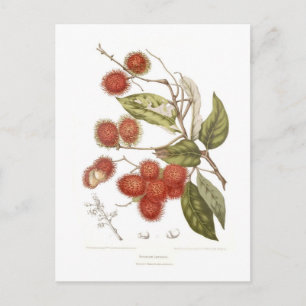 Carte Postale Rambutan
