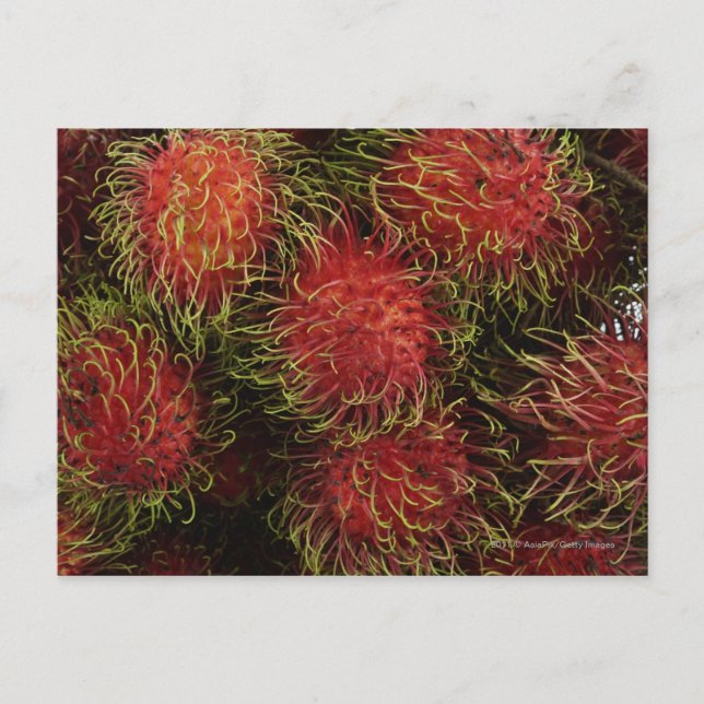 Carte Postale Rambutan (Devant)