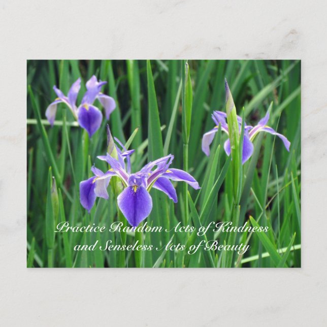 Carte postale Random Act de la gentillesse - Iris  (Devant)