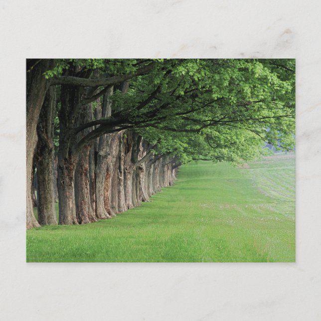 Carte Postale Rangée d'arbres, Louisville, Kentucky. (Devant)