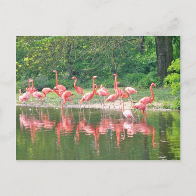 Carte Postale Rangée de Flamant rose au lac au printemps, Oiseau (Devant)